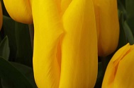 Tulp Strong Gold